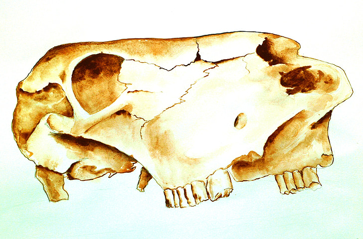 Escola Taller, crani de vaca, tasca de dibuix