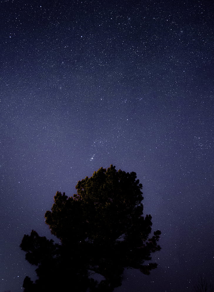 silhouette, tree, starry, sky, night, stars, galaxy