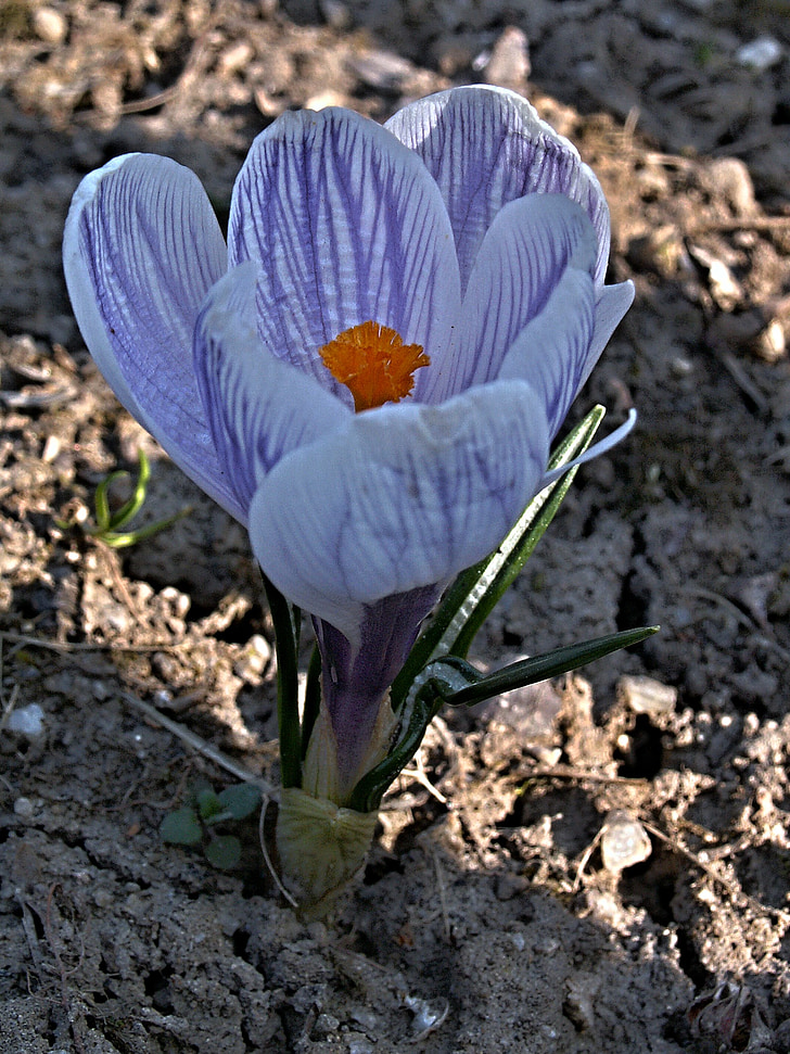 Colchicum modrá, kvet, fialové kvety, detail