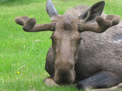 Bull moose, a dormir, vida selvagem, natureza, retrato, cabeça, cara