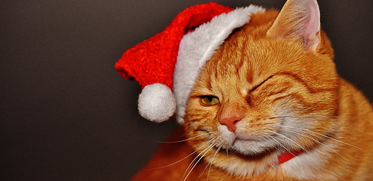 кошка, красный, Рождество, колпак Санта-Клауса, смешно, мило, Скумбрия