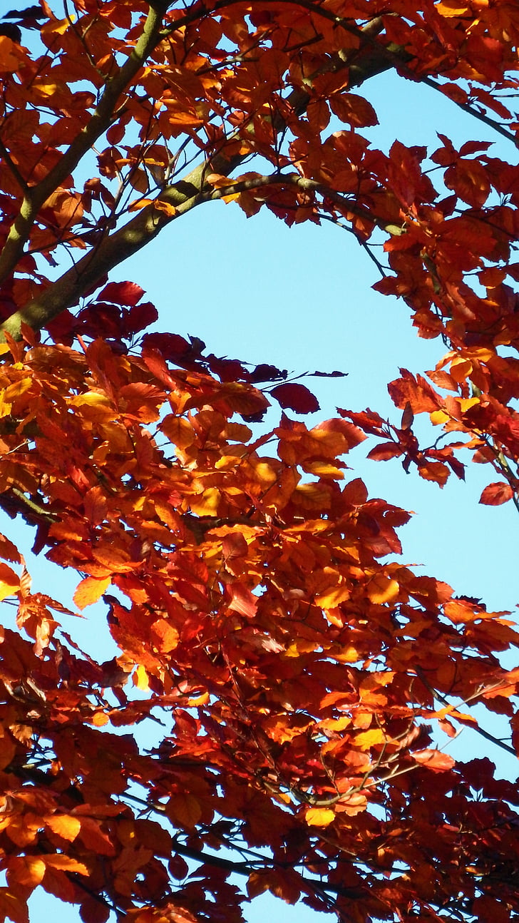 золота осінь, Осінь, помаранчевий, небо, синій, естетичний, відділення