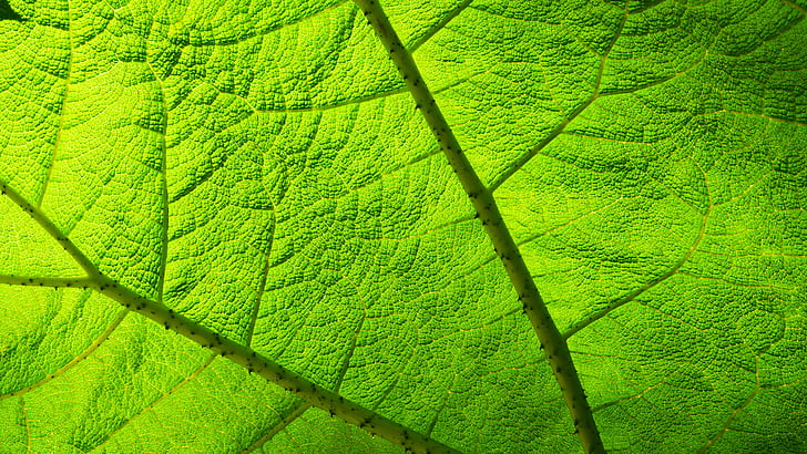 leaf, transparency, light, green, groove, nature, green Color