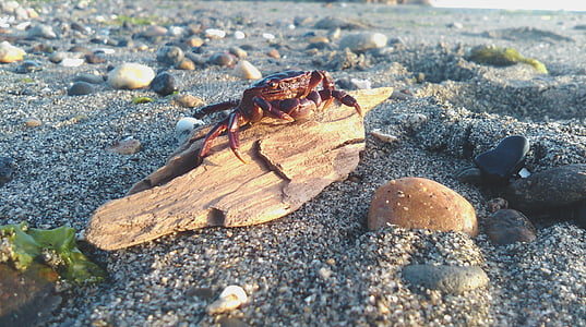 棕色, 螃蟹, 开关, 木材, 动物, 海滩, 海岸