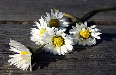 white flowers, daisy, wooden table