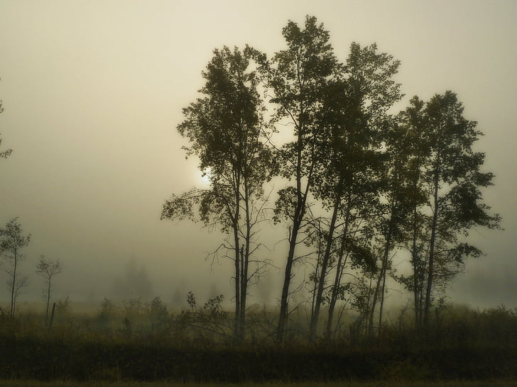 sương mù, buổi sáng, cây, mặt trời, sương mù, sương mù, sương mù