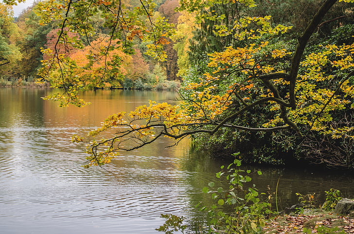 autumn, nature, branch, lake, greiz castle park, leaf, tree