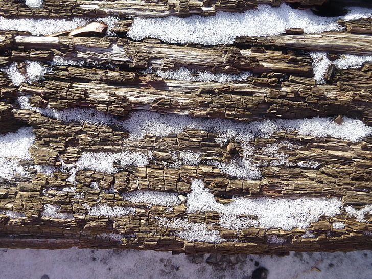 fusta, textura, roure, escorça, neu, gel, l'hivern