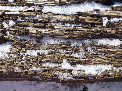 madera, textura, roble, corteza, nieve, hielo, invierno