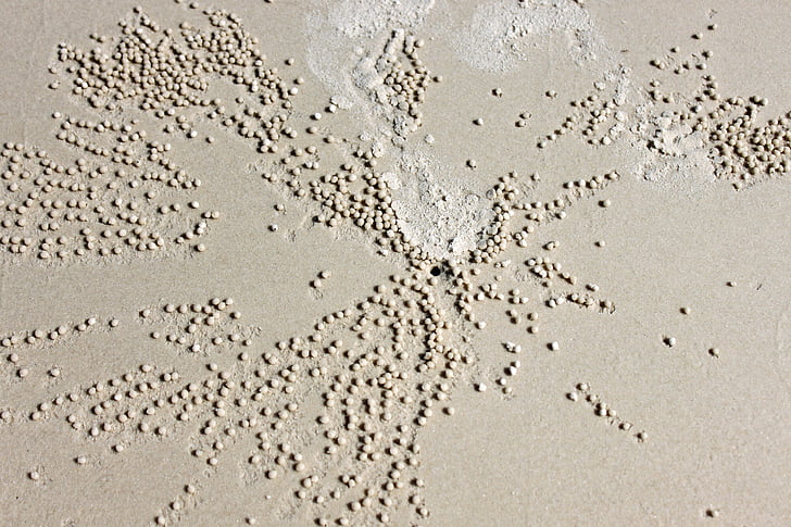 모래, 웜, 모래 벌레, 웜