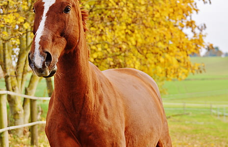 con ngựa, động vật, đi xe, Reiterhof, màu nâu, khớp nối, Meadow