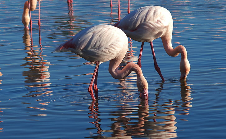flamingoer, natur, dyr, Camargue, fugl, dyr i naturen, animalske dyreliv