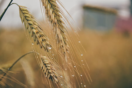 agricultura, cebada, maíz, campo, grano, gotas de lluvia, trigo