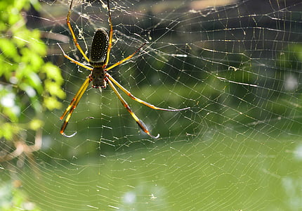 webs, ivy, arachnid, trap