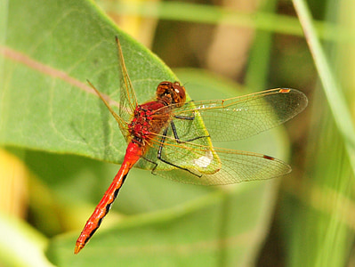 Dragonfly, makro, Cherry-kohtaa meadowhawk, Sympetrum internum, hyönteinen, Wildlife, kasvi