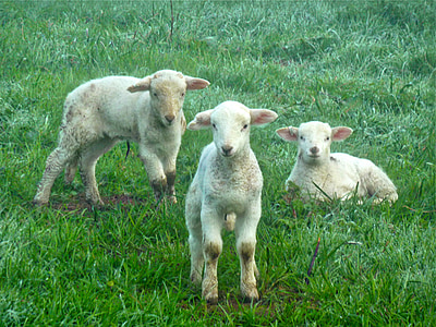 Lämmer, Schafe, Bauernhof, Lamm, Tier, niedlich, Tiere