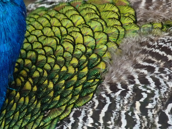 Peacock, lông vũ, con chim, động vật