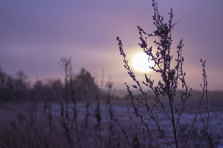 zonsopgang, Mark, paars, winter, ochtend, landschap, graan