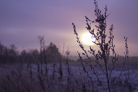 nascer do sol, marca, roxo, Inverno, manhã, paisagem, grão