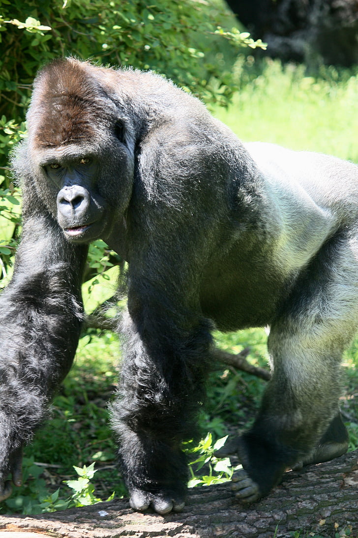 gorila, APE, parte posterior del gris, parte posterior del blanco, Parque zoológico, animal, animales