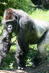 gorilla, ape, grey back, white back, zoo, animal, animals