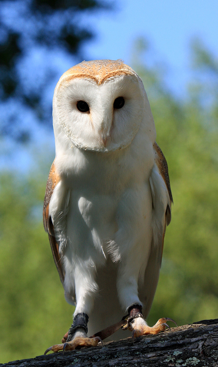 owl, bird, barn owl, close-up, details, feathers, animal