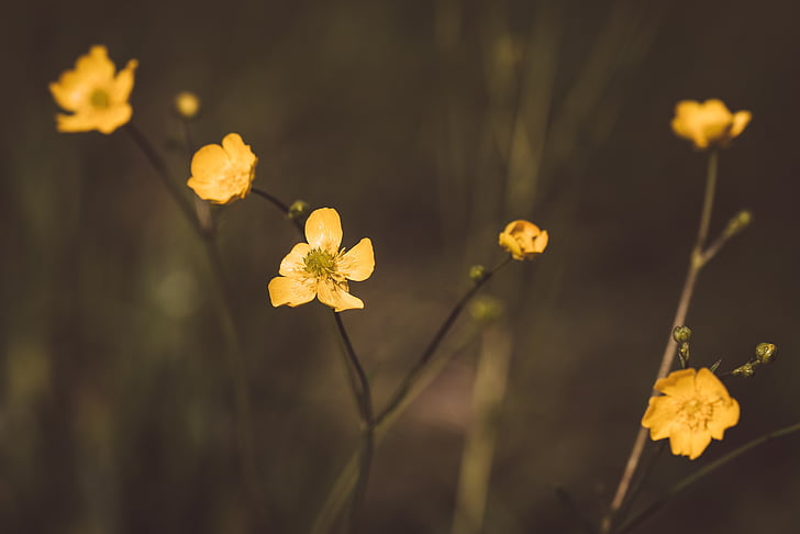 buttercup, yellow, pointed flower, blossom, bloom, close, meadow