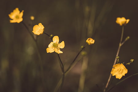 Butterblume, gelb, Spitzen Blume, Blüte, Bloom, in der Nähe, Wiese