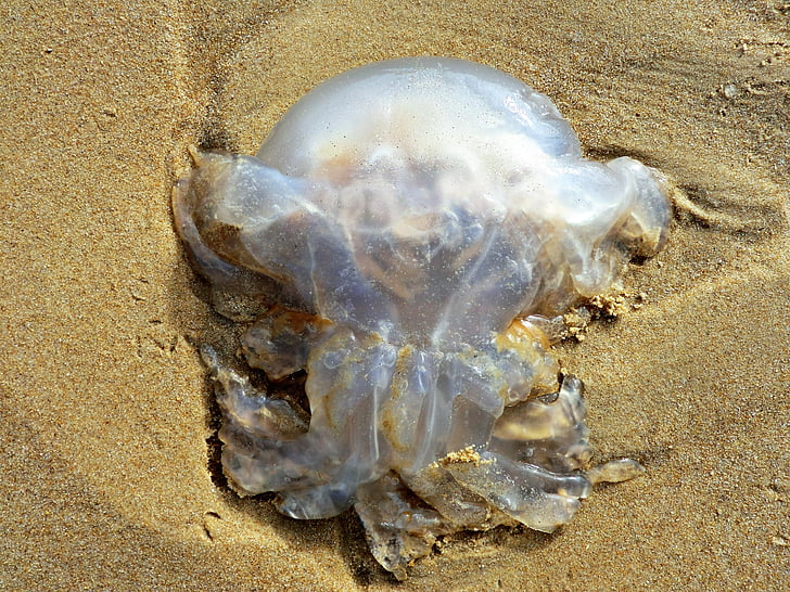 animal, jellyfish, beach, washed up, transparent, nature