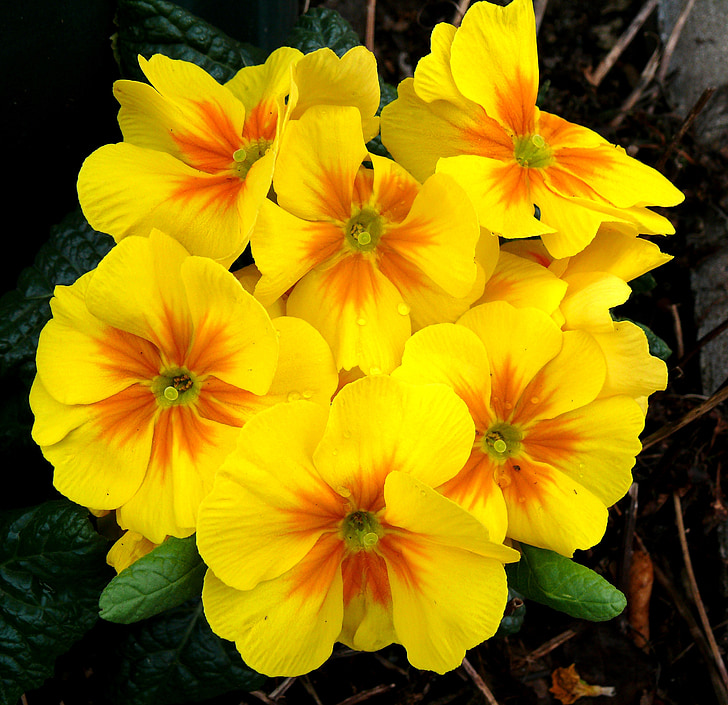 primroses, άνοιξη, Κίτρινο, λουλούδια, μακροεντολή, Κλείστε