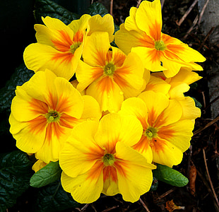 primroses, kevadel, kollane, lilled, Makro, Sulgege