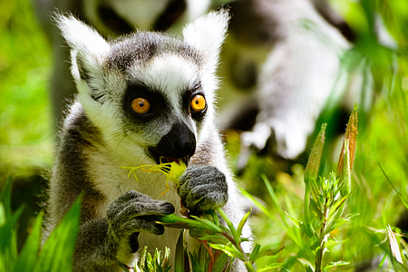 pērtiķis, gredzena tailed lemurs, ēd
