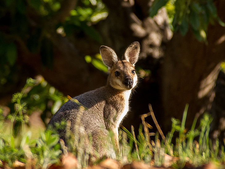 Wallaby, pussieläin, nuori, nuorten, eläinten, Australia, Red neck wallaby