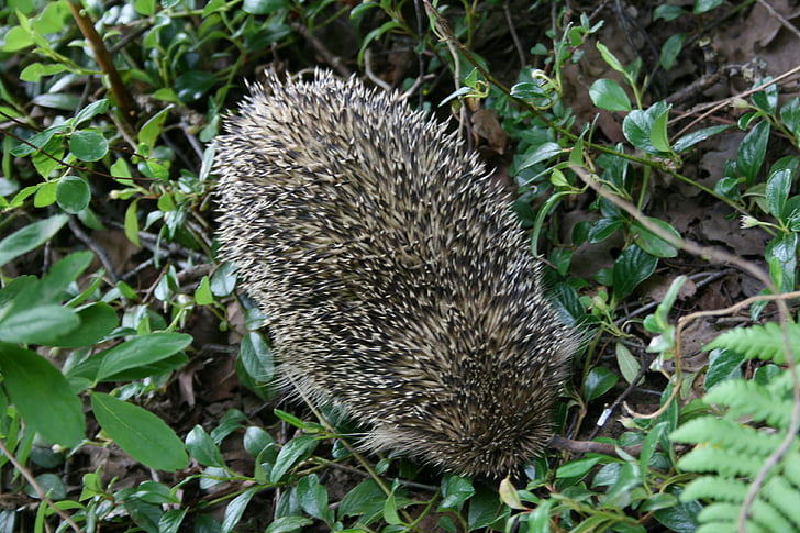 hedgehog, nature, animal