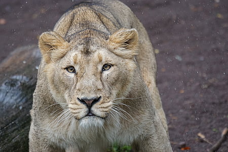 Leão, Leão indiano, Leoa, fêmea, gato, predador, mamífero