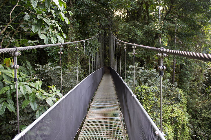 Bridge, regnskog, Costa Rica, räcket, Rope bridge, bro - mannen gjort struktur, gångbro