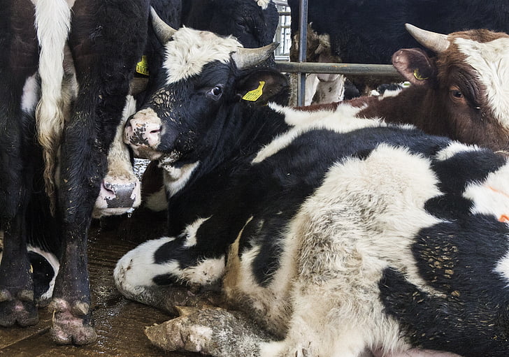 крави, ферма, земеделие, животните, едър рогат добитък, Животновъдство, млечни продукти