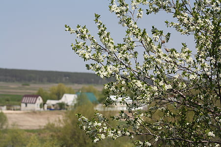 Primavera, Branco, flor, natureza, árvore de maçã, folhas, Natur