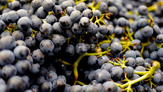 uvas, uva de vinificación, Pinot noir, vino, alimentos, alcohol, rojo