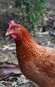pollo, uccello, Polla, marrone, Addio al nubilato, animale, azienda agricola
