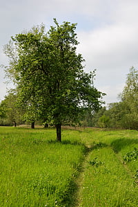 Jabłonka, Apple, caminho, Prado, paisagem, grama, verde