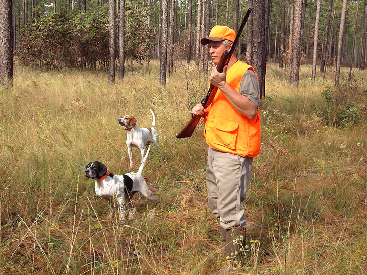 caçador, cães, Sporting, recuperadores de, vida selvagem, desporto, canino