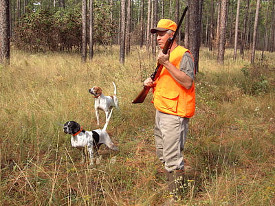 Hunter, honden, Sporting, Retrievers, dieren in het wild, sport, Canine