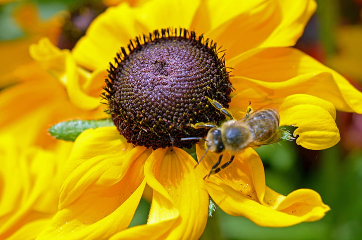 abeille, fleur, jaune, nectar, plante, été, insecte
