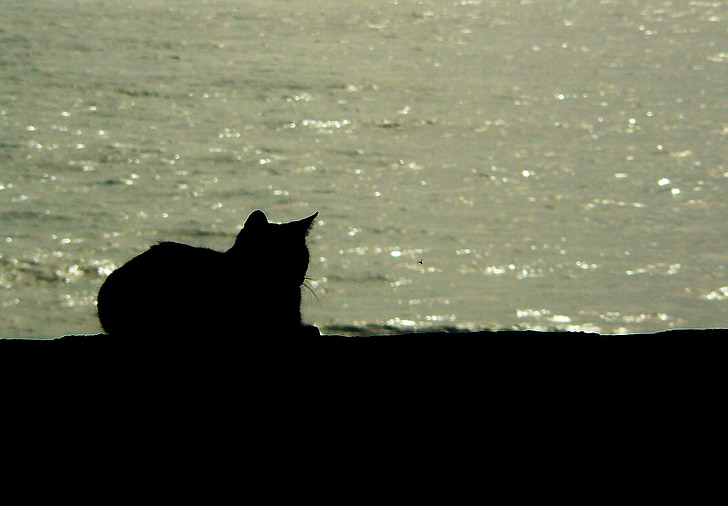 kass, looma, must kass, must, loomade maailm, Sulgege, loomade portree