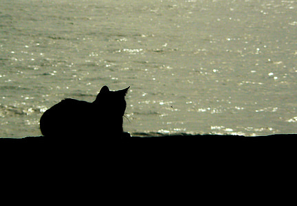 macska, állat, fekete macska, fekete, a körülöttünk lévő világ, zár, állati portré