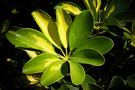 листа, природата, растения, Салвадор