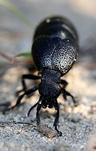 cucaracha, negro, gran, Insecta