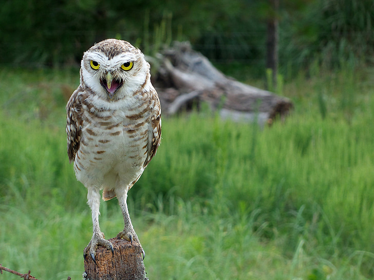owl, save screen, wild, nature, birds, wild field, claws