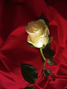 τριαντάφυλλο, Κίτρινο, άνθος, άνθιση, λουλούδι, βελούδο, κουβέρτα
